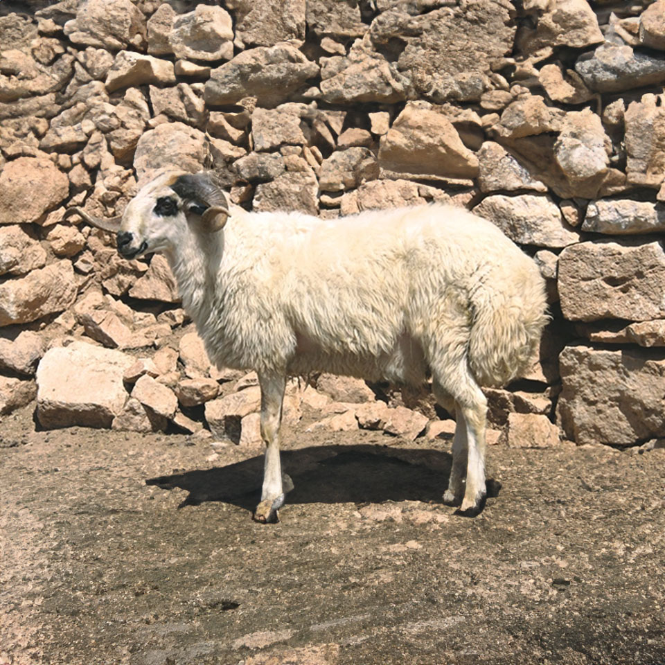 Dağlıç