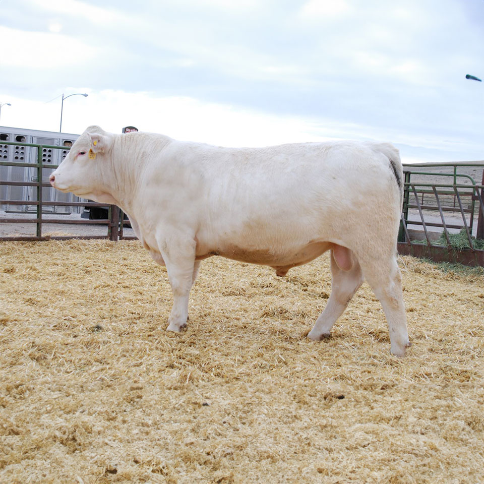 Charolais