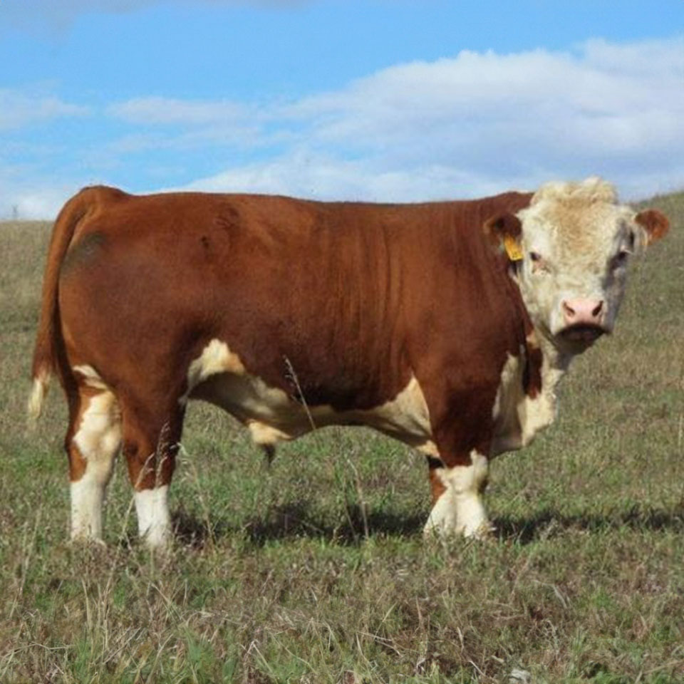 Hereford