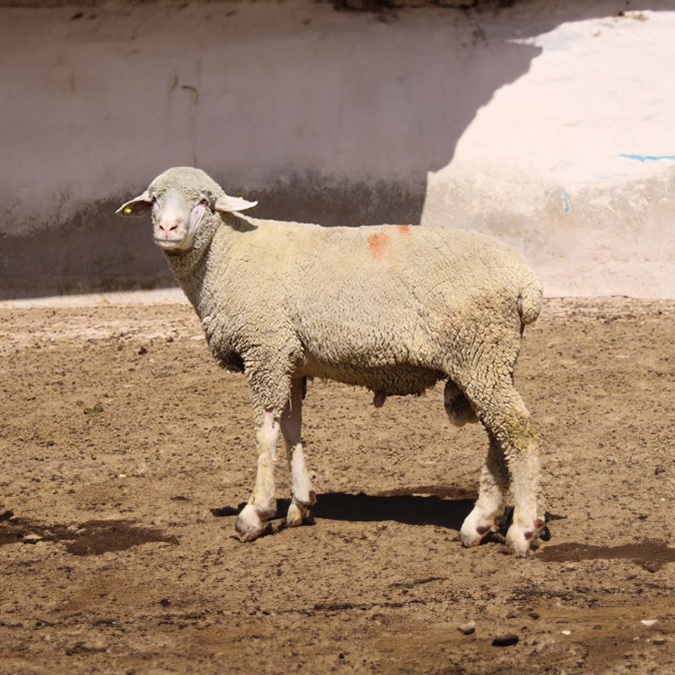 Merinos